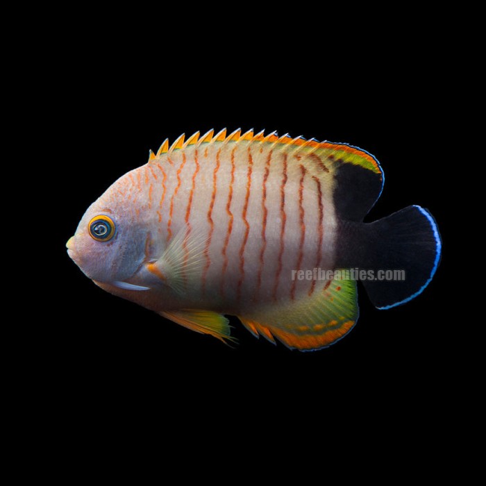 Eibli Angel (Centropyge Eibli)