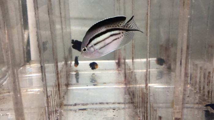 Lamarck's Angelfish (Genicanthus Lamarkki)