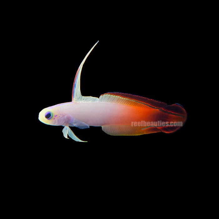 Firefish Goby (Nemateleotris Magnifica)