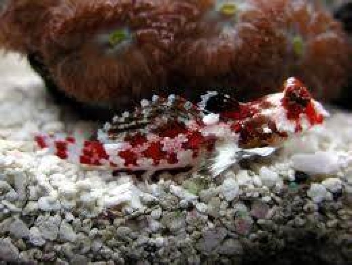 Red Scooter Blenny (Synchiropus Stellatus)