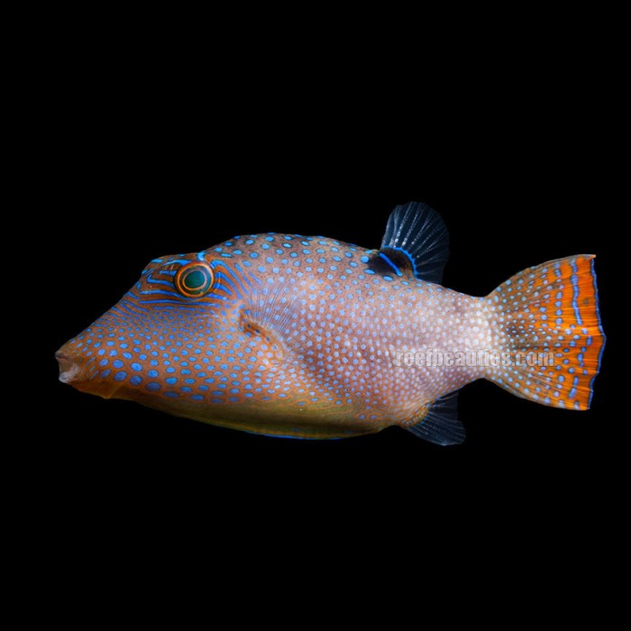Blue Spotted Puffer (Canthigaster Solandri)