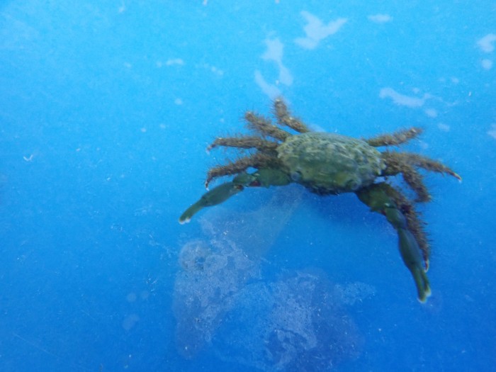 Emerald Crab (Mdofiymithraculus Sculptus)