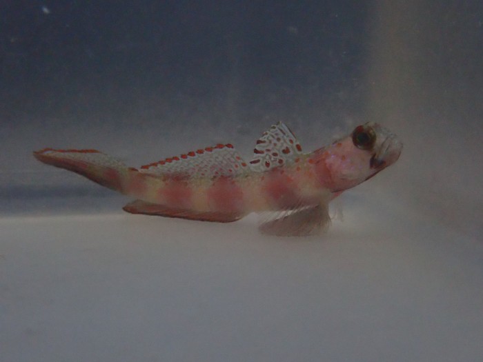 Leopard Goby (Amblygobious Phalaena)
