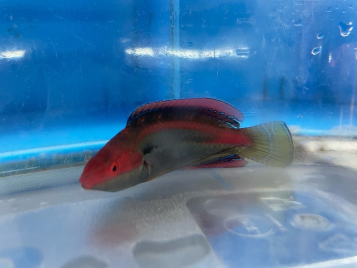 Temminck Wrasse Male (Cirrhilabrus Temmincki)