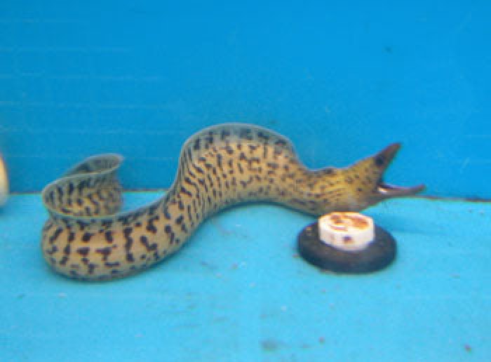 Fimbriated Moray Eel (Gymnothorax Fimbriatus)