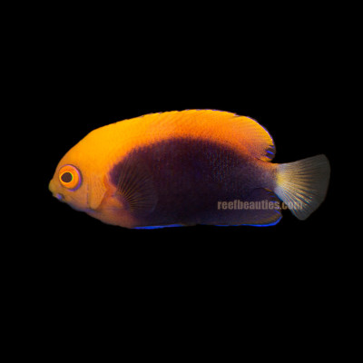 Flame Back Angel (Centropyge Acanthops)