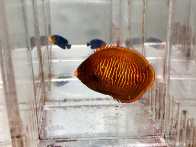 Golden Angelfish EXPERT (Centropyge Aurantia)