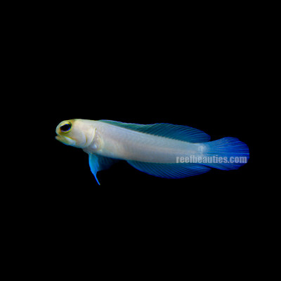 Yellowhead Jawfish (Opistognathus Aurifrons)