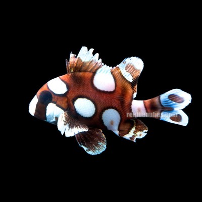 Spotted Sweetlip (Plectorhinchus Chaetodonoides)