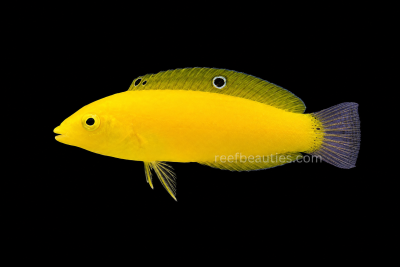Yellow Coris Wrasse EXPERT (Halichoeres Chrysus)