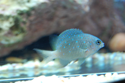 Jewel Damselfish (Microspathodon Chrysurus)