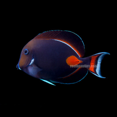 Achilles Tang EXPERT (Acanthurus Achilles)