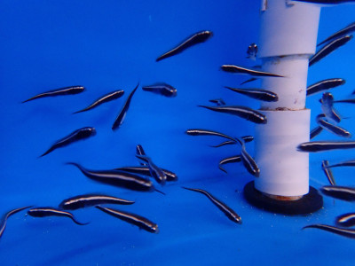 Engineer Goby (Pholidichthys Leucotaenia)