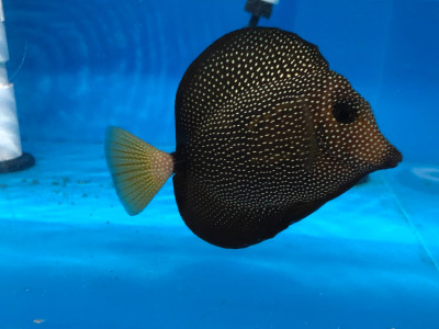 Gem Tang EXPERT (Zebrasoma Gemmatum)