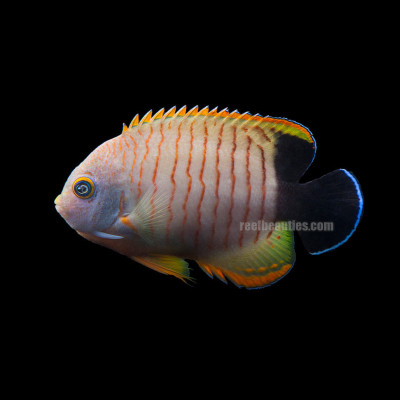 Eibli Angel (Centropyge Eibli)