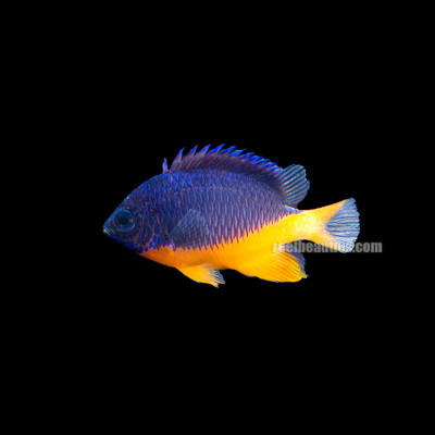 Kupang (Hemicyanea) Damsel (Chrysiptera Hemicyanea)