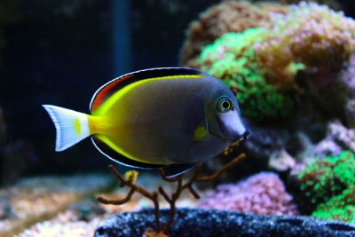 Powder Brown Tang (Acanthurus Japonicus)