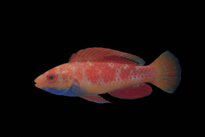 Bluethroat Fairy Wrasse (Cirrhilabrus Cyanogularis)