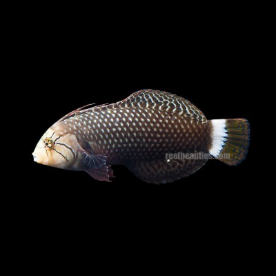 Dragon Wrasse (Novaculichthys Taeniourus)