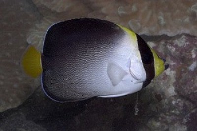 Singapore Angel EXPERT (Chaetodontoplus Mesoleucus)