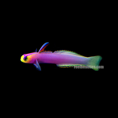 Helfrich's Firefish Goby (Nemateleotris Helfrichi)