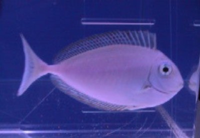 Unicorn Tang (Naso Unicornis)