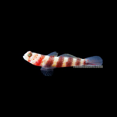 Wheeler's Shrimp Goby (Amblyeleotris Wheeleri)