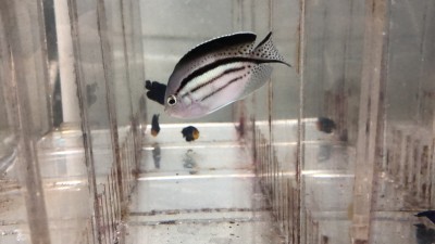 Lamarck's Angelfish (Genicanthus Lamarkki)