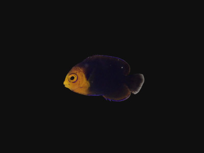Pygmy Cherub Angel (Centropyge Argi)