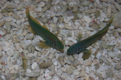 Green Clown Goby (Gobiodon Histrio)