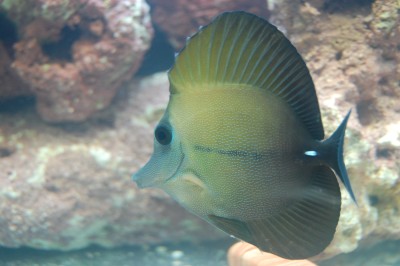 Scopas Tang (Zebrasoma Scopas)