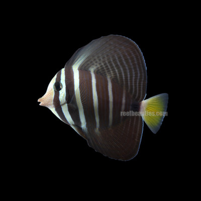 Sailfin Tang (Zebrasoma Veliferum)
