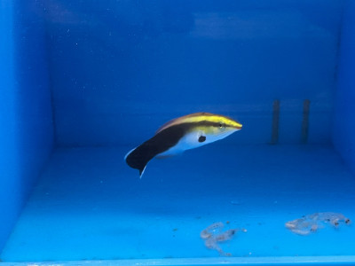 Gold Cleaner Wrasse EXPERT (Labroides Pectoralis)