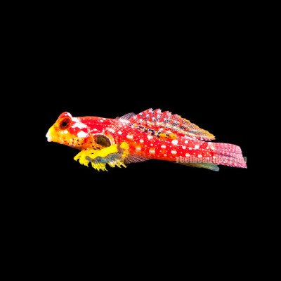 Ruby Red Dragonet Blenny (Synchiropus Sycorax)