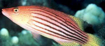 Eight Line Wrasse (Pseudocheilinus Octotaenia)