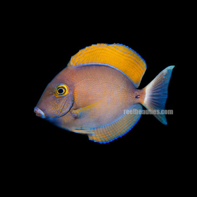 Bariene Tang (Acanthurus Bariene)