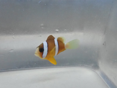 Sebae Clown (Amphiprion Sebae)