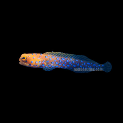 Blue Spotted Jawfish (Opistognathus Rosenblatti)