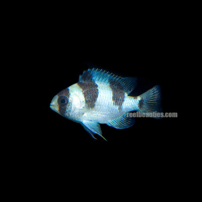 Sergeant Major Damsel (Abudefduf Saxatilis)