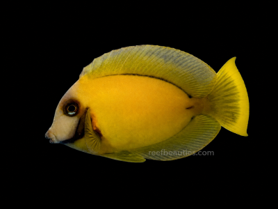 Chocolate Tang (Acanthurus Pyroferus)