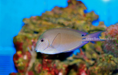 Lavender Tang (Acanthurus Nigrofuscus)