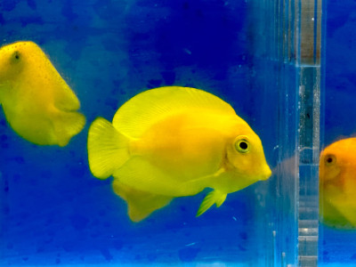 Philippine Yellow Tang (Acanthurus Pyroferus)