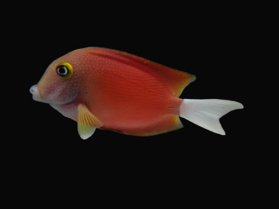 Whitetail Bristletooth Tang (Ctenochaetus Flavicauda)