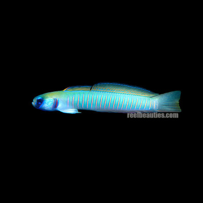 Zebra Bar Goby (Ptereleotris Zebra)