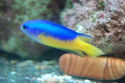 Yellow Belly Damsel (Pomacentrus Auriventris)