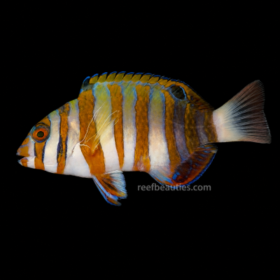 Harlequin Tusk EXPERT (Choerodon Fasciatus)