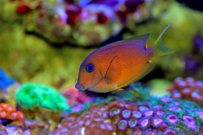 Blue Eye Tang (Ctenochaetus Binotatus)