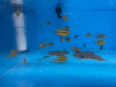 Black and Gold Chromis (Neoglyphidodon Nigroris)