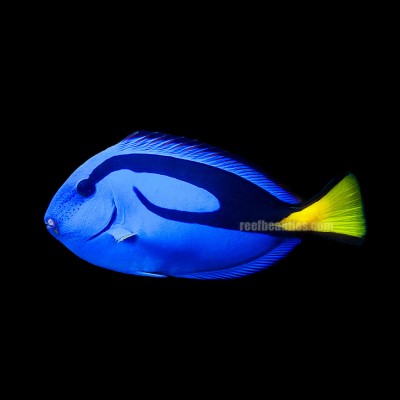 Blue Tang (Paracanthurus Hepatus)