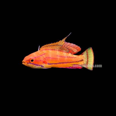 Carpenter's Flasher Wrasse (Paracheilinus Carpenteri)